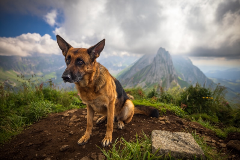 German Shepherd dog on a mountain peak