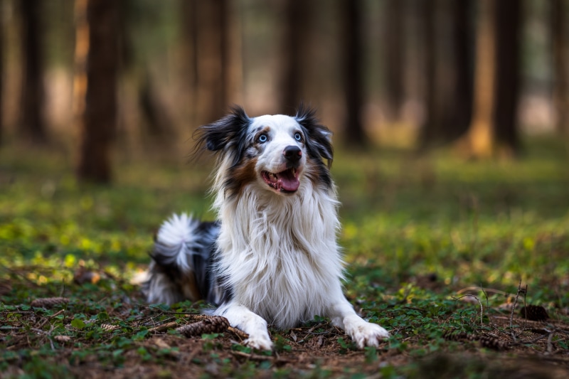 Australian Shepherd Dog in Forest