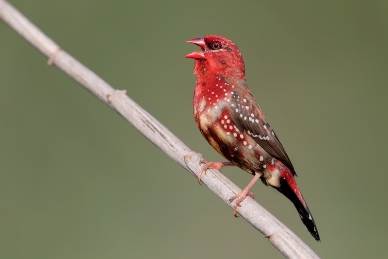 Red Avadavat bird on a branch