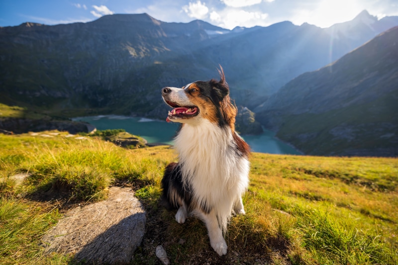 Australian Shepherd Dog in Mountains with Lake