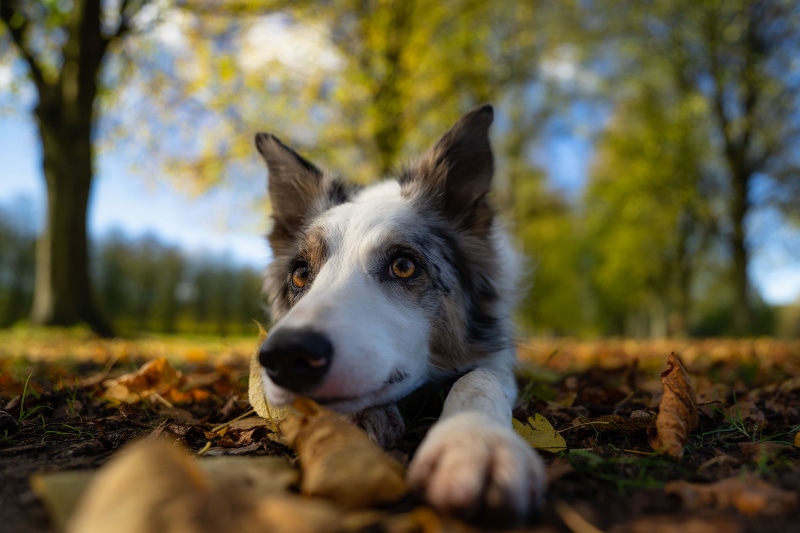 Border Collie dog lying in autumn foliage