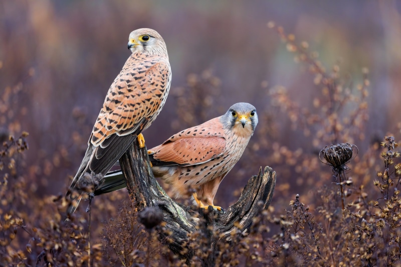 Two Common Kestrels on a Perch