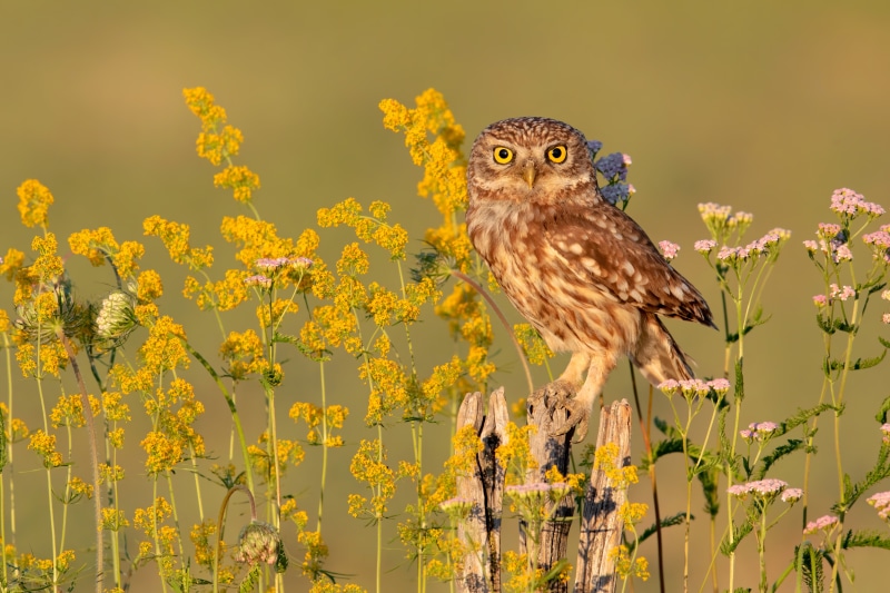 Little owl perched on a wooden post among wildflowers