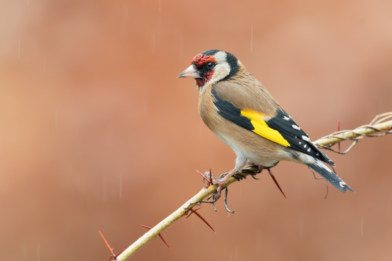 Goldfinch perched on a thorny branch in the rain