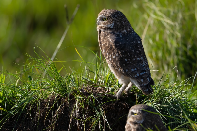 Two Burrowing Owls on a grassy mound