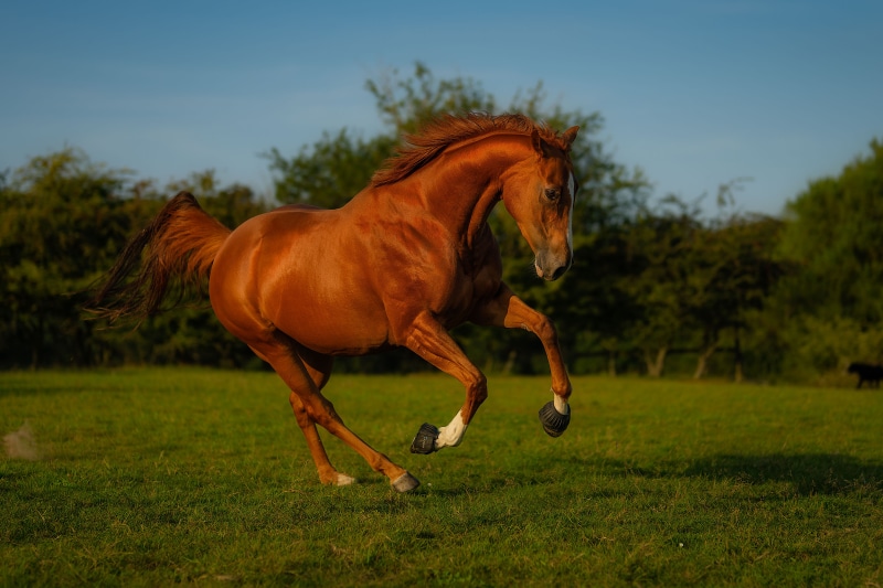 Brown horse running in a grassy field