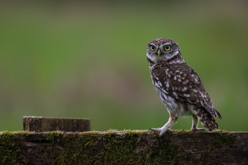 Little Owl on a Mossy Fence