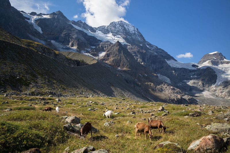 Goats grazing in the Swiss Alps with snow-capped mountains
