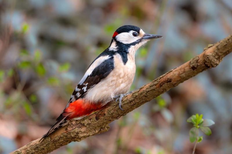 Great Spotted Woodpecker on a Branch