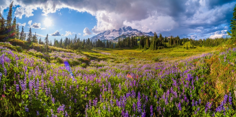 Mount Rainier National Park Panorama with Lupine Field