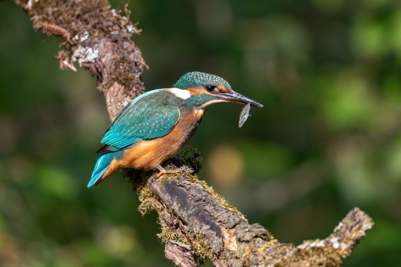 Common Kingfisher with a fish on a branch