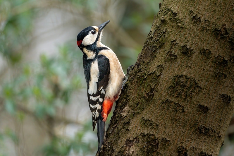 Great Spotted Woodpecker on a Tree Trunk