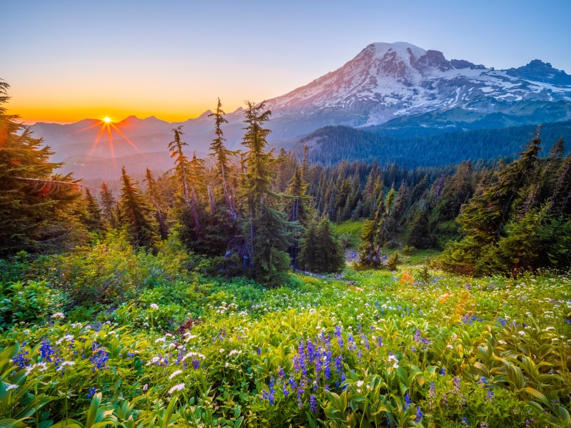 Mount Rainier National Park Sunrise Wildflowers