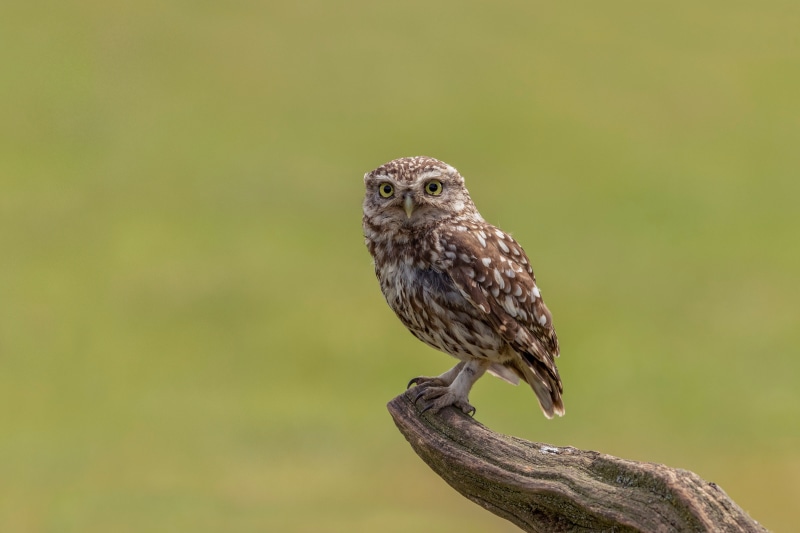 Little Owl perched on a branch