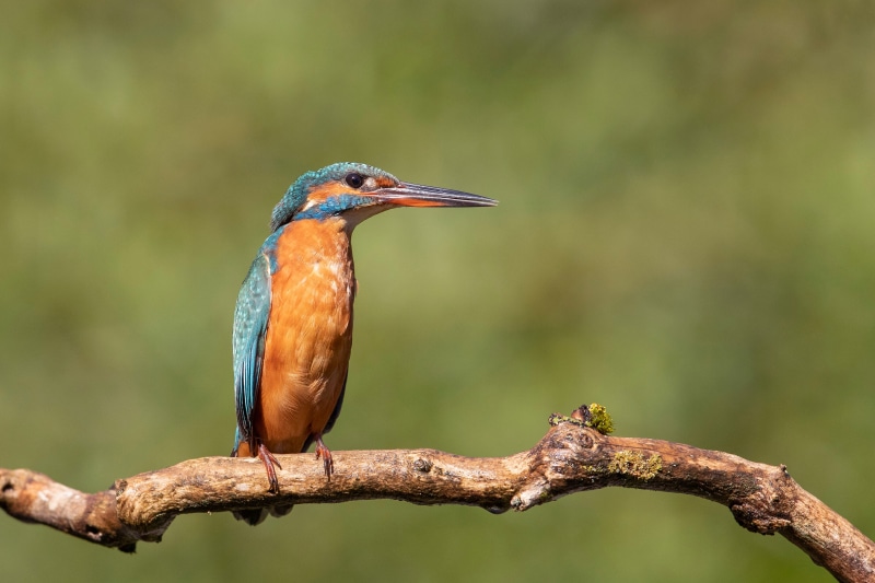 Common Kingfisher perched on a branch