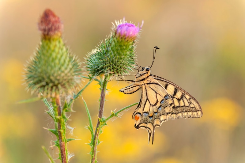 Swallowtail butterfly on a thistle flower