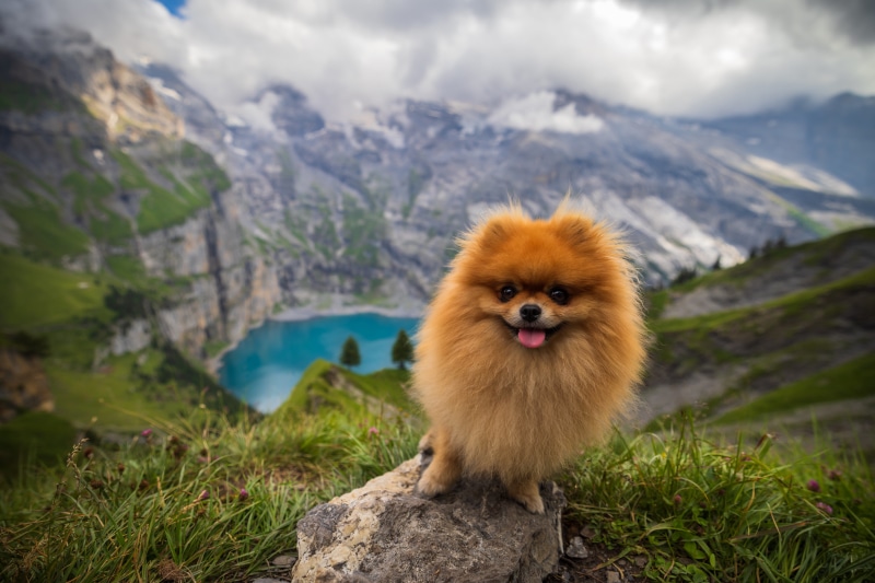 Pomeranian dog on a rock with mountains and lake