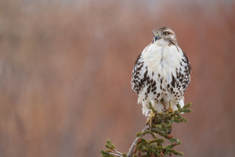 Red-tailed hawk perched on a pine branch