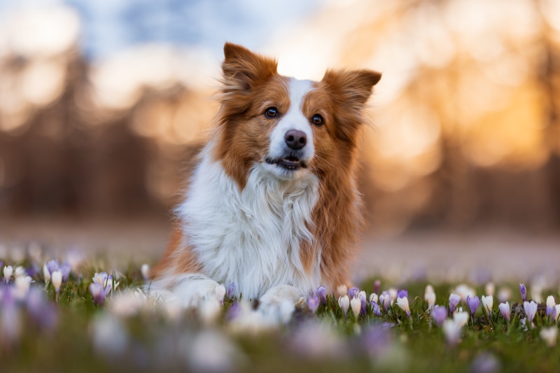 Border Collie dog lying in crocuses