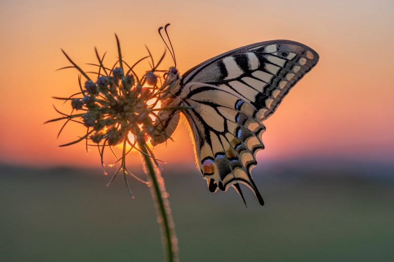 4K Swallowtail butterfly on a flower at sunset
