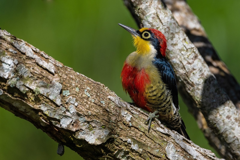 Yellow-fronted woodpecker perched on a tree branch