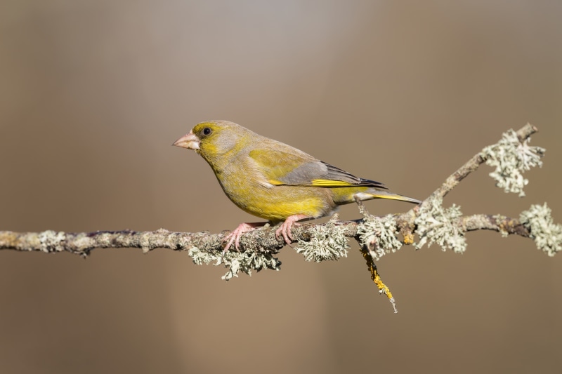 Greenfinch perched on a lichen-covered branch