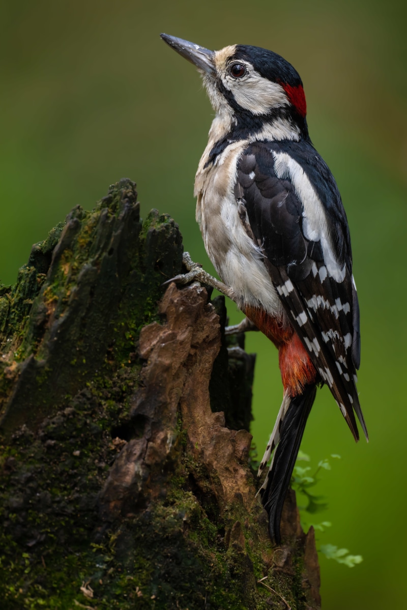 Great Spotted Woodpecker perched on a mossy log
