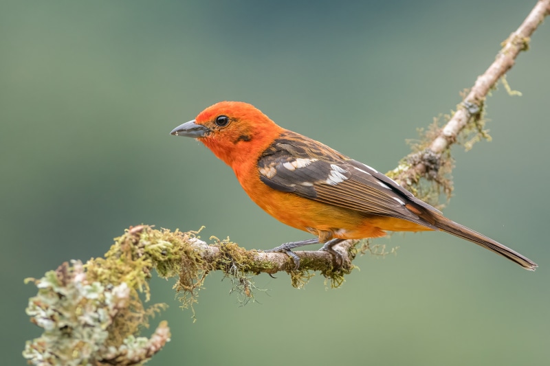 Flame-colored Tanager on a Branch