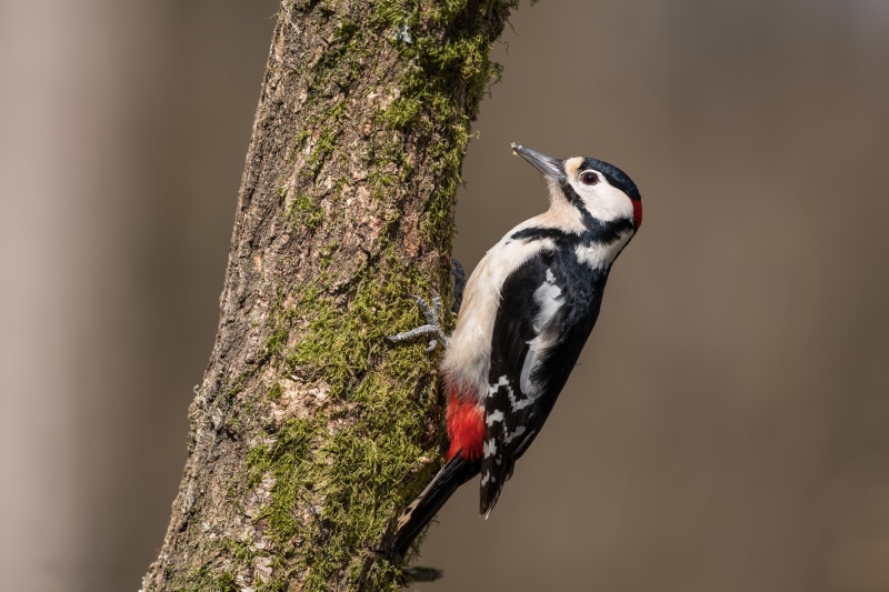 Great Spotted Woodpecker on a mossy tree trunk
