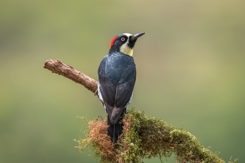 Acorn Woodpecker on a mossy branch