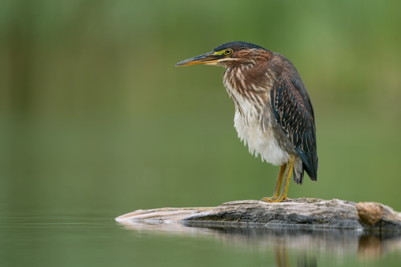 Green Heron perched on driftwood