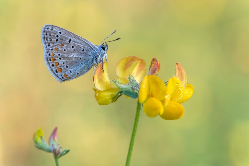 4K Closeup of a Common Blue Butterfly on a Yellow Flower