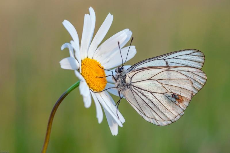 4K Black-veined White Butterfly on Daisy