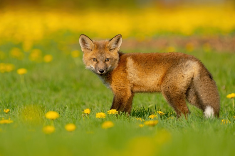 Red Fox Cub in Field of Dandelions