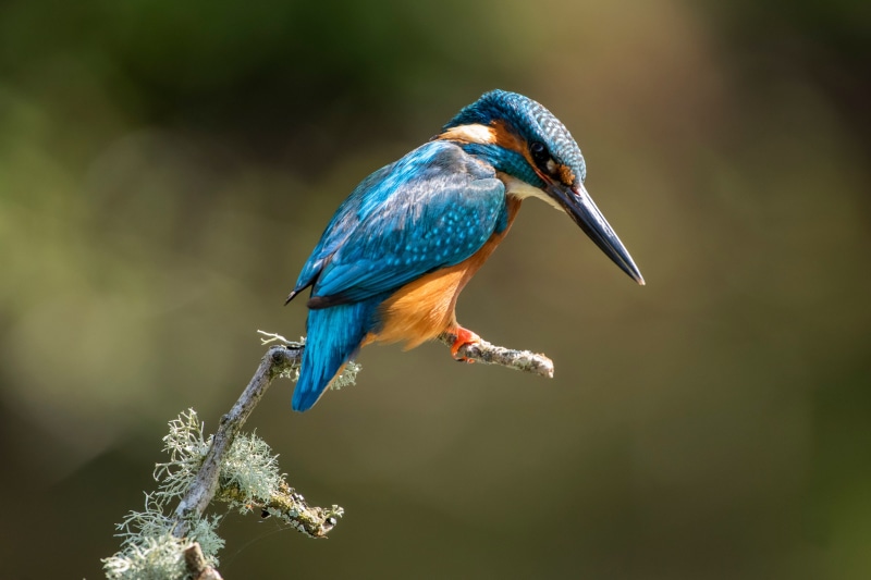 Common Kingfisher perched on a branch