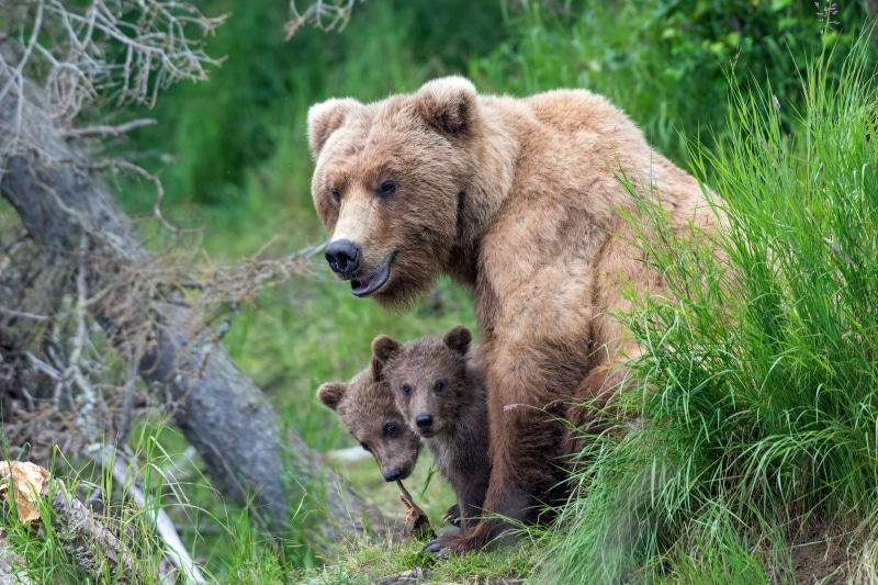 Brown Bears with Cubs in Greenery