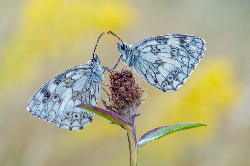 Two Melanargia galathea butterflies on a plant