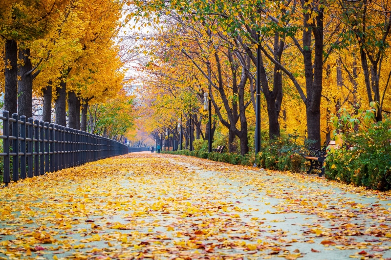 Autumn park path with fallen yellow leaves and trees