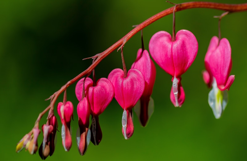Pink Bleeding Heart flowers on a branch