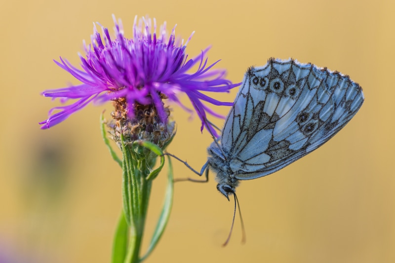 Melanargia galathea butterfly on a purple flower