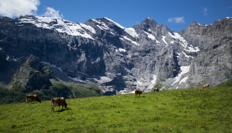 Cows grazing in Swiss Alps near Gimmelwald