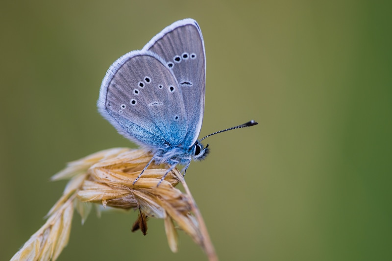 4K Polyommatus semiargus butterfly on grass
