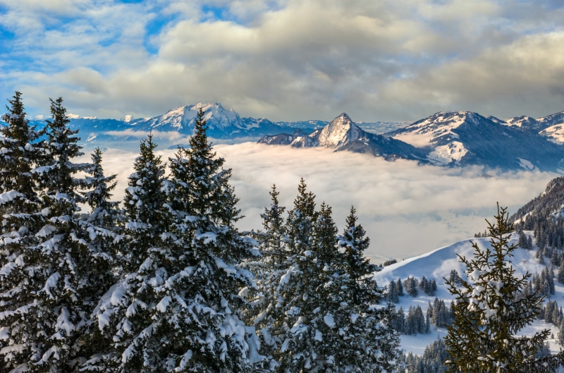 Snow-covered trees in front of foggy Alps mountains