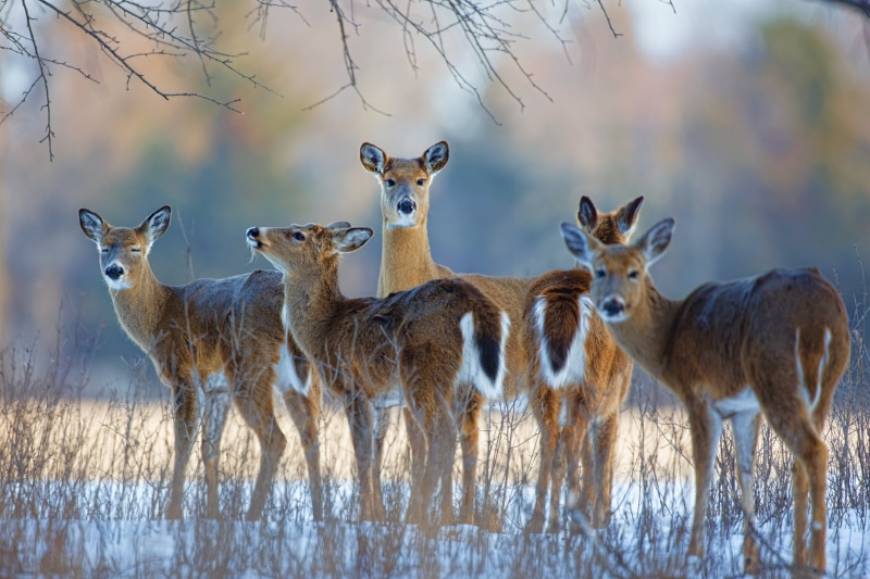 White-tailed deer in a snowy field