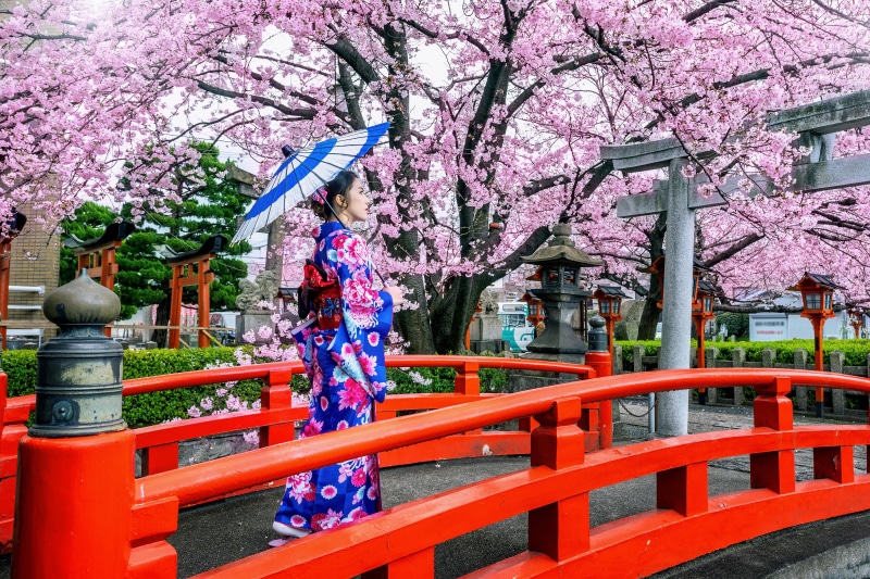 Woman in Kimono with Umbrella under Sakura Trees in Japan