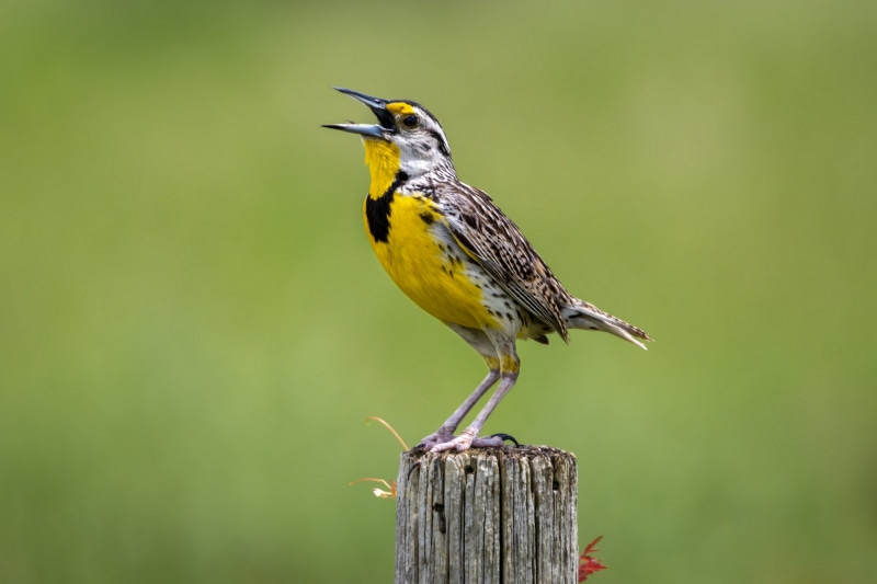 Western Meadowlark bird on a post