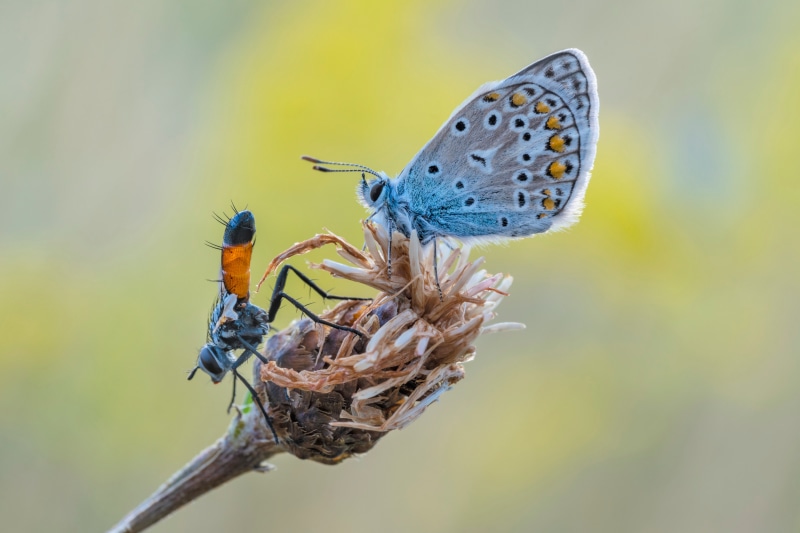 4K Polyommatus Icarus and Cylindromyia Brassicaria Insects Closeup