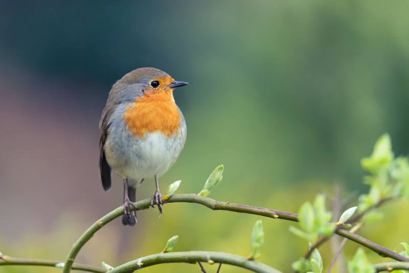 Robin bird on a branch with new leaves