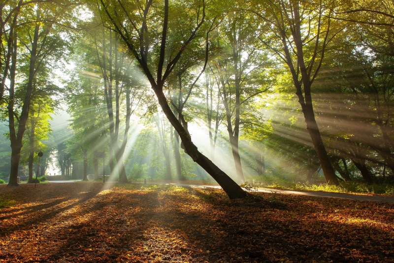 Forest with sun rays and fallen leaves