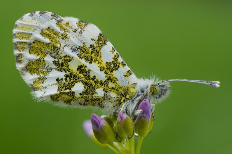 4K Orange-tip Butterfly on Flower